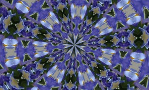 Kaleidoscope-Purples Iris Purples